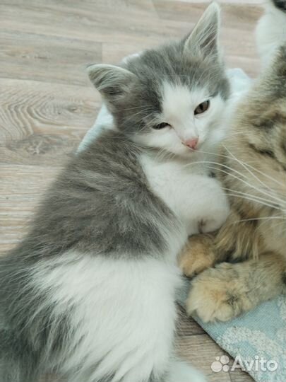 Котята (помесь бобтейл)