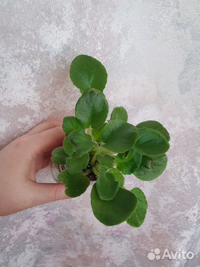 Фиалка химера ав-Ленинградское Мороженое. Пасынок