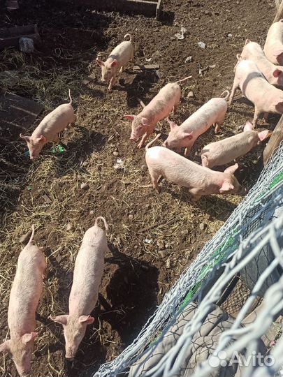 Поросята