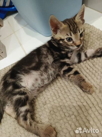 Бенгальские котята