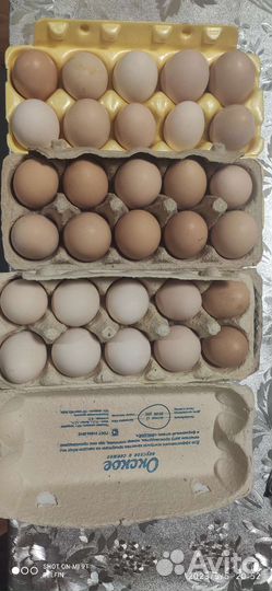 Домашние куриные яйца