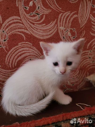 Котята в добрые руки приучены к лотку