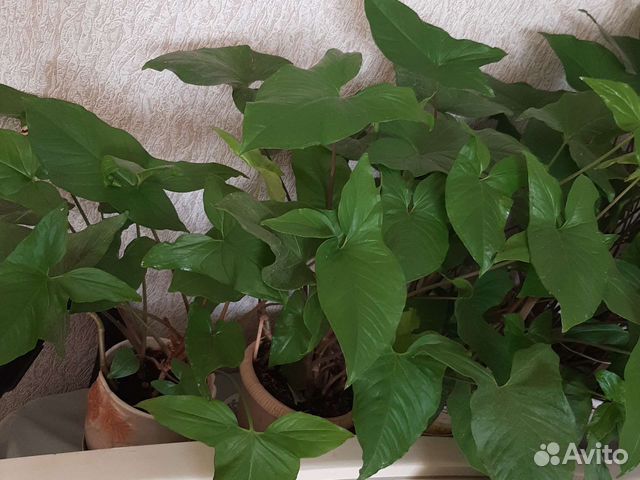 Комнатные растения