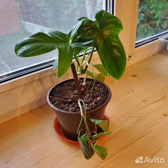 Филодендрон