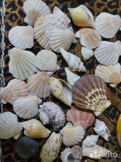 Набор с ракушками в корзинке