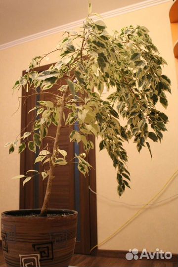 Фикус бенджамина