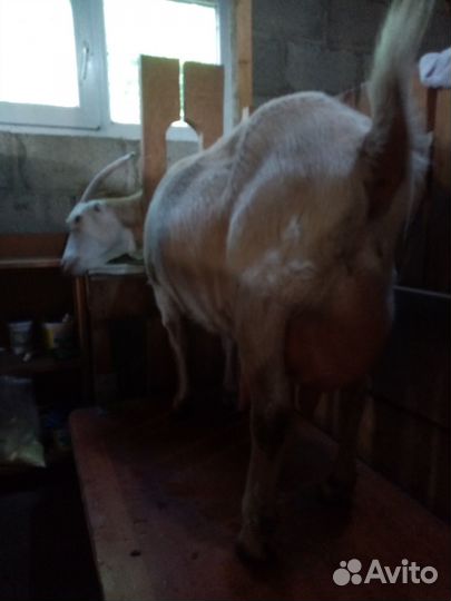 Козочки ламанча и дойные козы