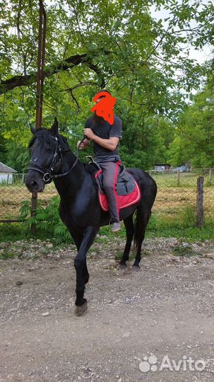 Карачаевский жеребец