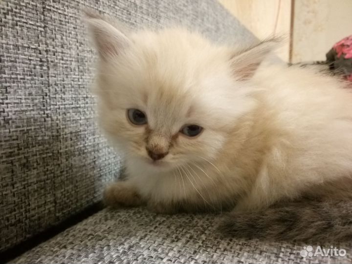 Шотландская вислоухая кошка,котята