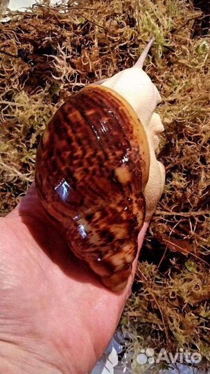 Улитки Тигры, Маргината Маргината, Архахатины и др