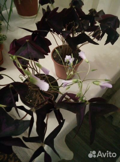 Комнатные цветы кислица