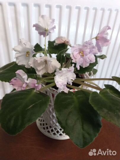 Сортовые фиалки