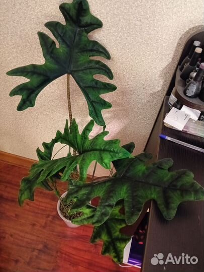 Алоказия жаклин