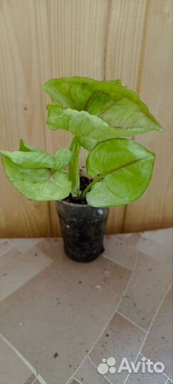 Сингониумы