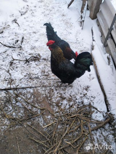 Молодые петухи