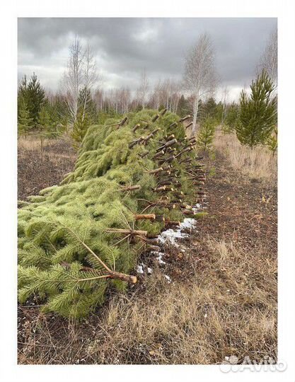 Сосна сентябрьская пушистая опт