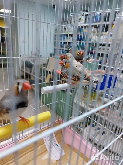 Амадины зебровые