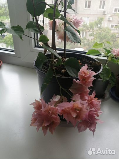 Бугенвиллия