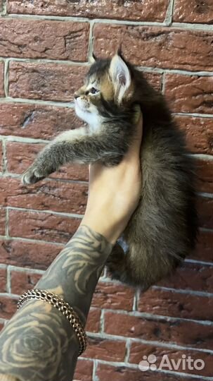 Мейн-кун девочка