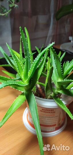 Продам цветы комнатные