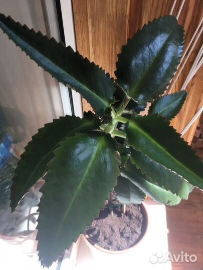 Каланхоэ лечебное 3 года