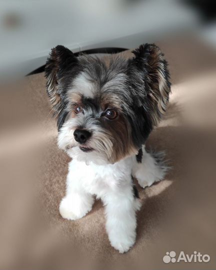 Вязка Бивер