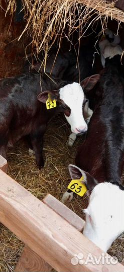 Телята с доставкой и выбором