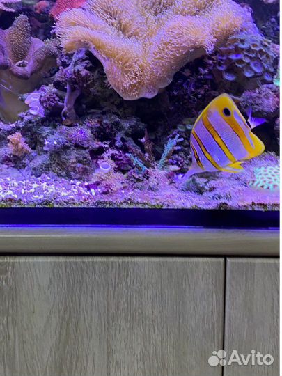 Продаются Живые морские камни,коралы и рыбы