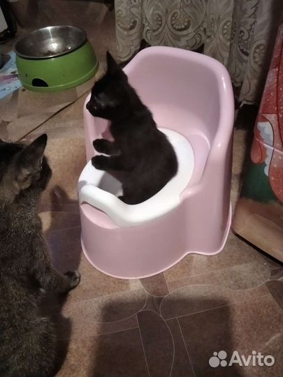 Котенок,мальчик