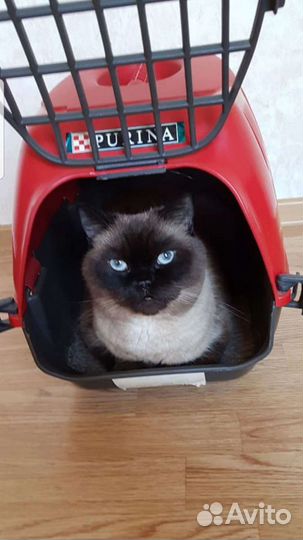 Передержка кошек, домашняя гостиница для котов