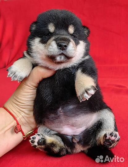 Сиба ину - резерв