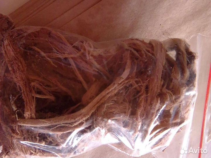 Красный корень(копеечник)