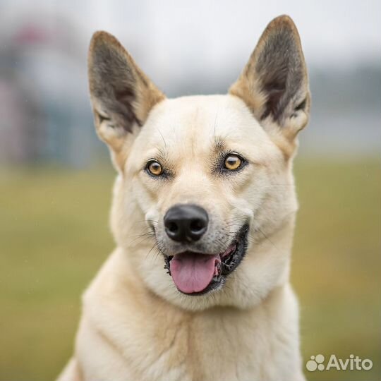 Беатрис ищет хозяина