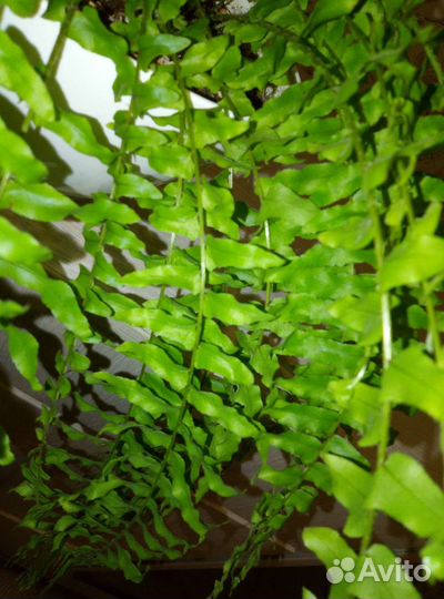 Нефролепис бостон