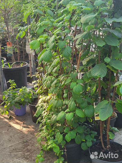 Гортензия Черешковая