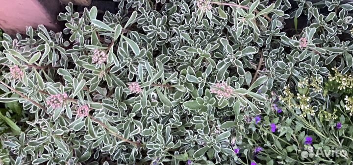 Почвопокровные растения. Ирис карликовый Астранция