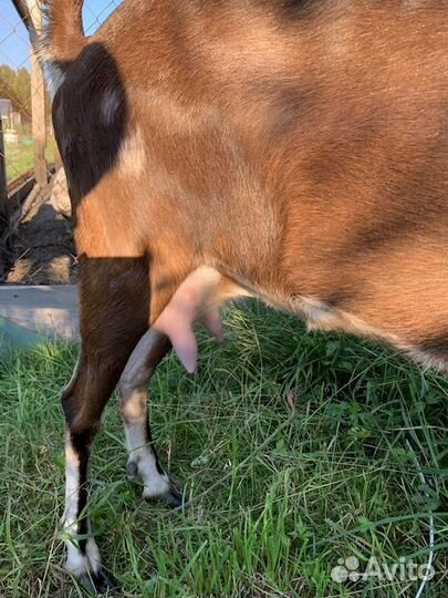 Продам коз
