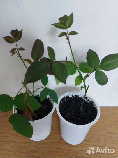 Роза комнатная