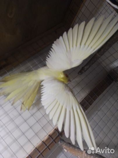 Попугай корелла девочка