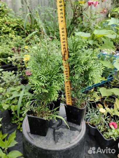 Хвойные растения