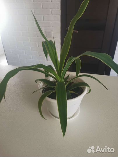 Пальма юкка