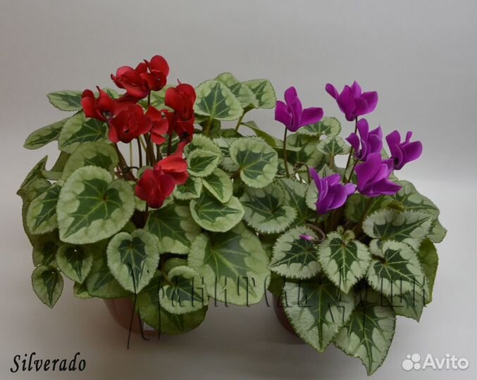 Семена цикламена домашние