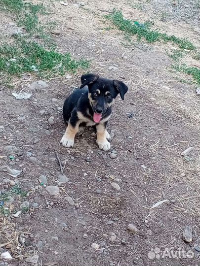 Щенки дворняжки