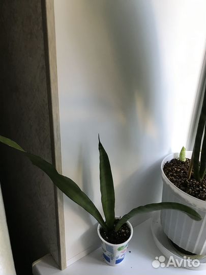 Сансевьерии