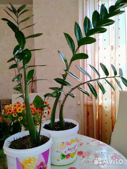 Комнатные домашние растения