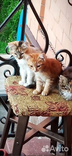 Котята в добрые руки