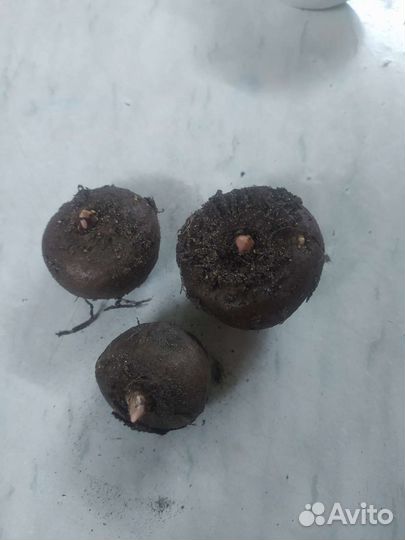 Аморфофаллус