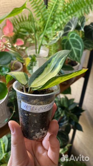 Хойя вертициллата