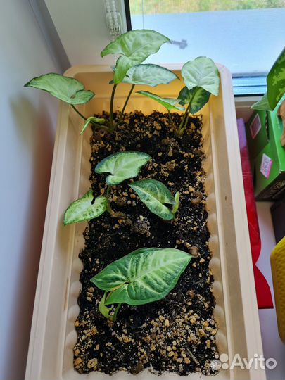 Комнатные растения (цветы) бесплатно/платно