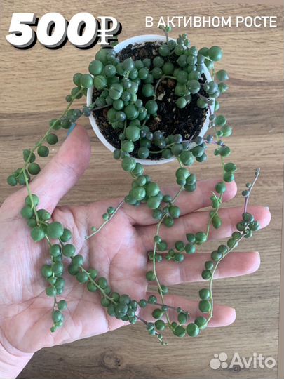 Крестовник роули